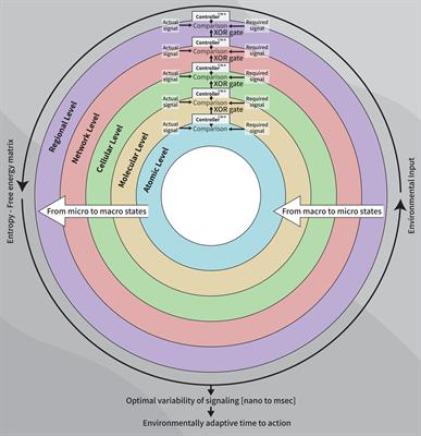 Control systems theory revisited: new insights on the brain clocks of time-to-action